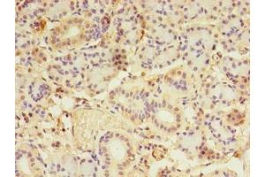 Immunohistochemistry of paraffin-embedded human pancreatic tissue using ABIN7158414 at dilution of 1:100 (LDAH/C2orf43 antibody  (AA 1-325))