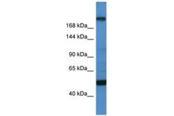 TCF20 antibody  (C-Term)