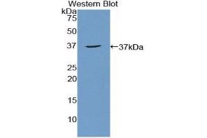 Western Blotting (WB) image for anti-Apoptosis Antagonizing Transcription Factor (AATF) (AA 237-523) antibody (ABIN1857853) (AATF antibody  (AA 237-523))