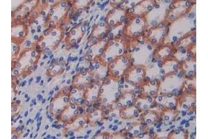 IHC-P analysis of Mouse Kidney Tissue, with DAB staining. (ATP1B1 antibody  (AA 53-304))