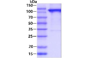 SDS-PAGE (SDS) image for CD163 (CD163) (AA 42-1050) protein (His tag) (ABIN6388130)