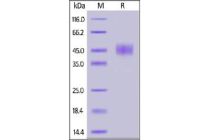 SDS-PAGE (SDS) image for CD24 Molecule (CD24) (AA 27-59) (Active) protein (Fc Tag) (ABIN6952292)
