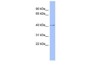 WB Suggested Anti-PRKAR1B Antibody Titration: 0. (PRKAR1B antibody  (Middle Region))