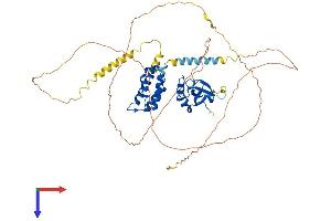 AlphaFold protein structure predicition of Human Recombinant PSIP1 Protein, UniprotID O75475 (PSIP1 Protein (AA 1-530) (His tag))