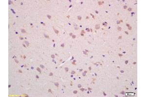 CHAC1 antibody  (AA 131-222)