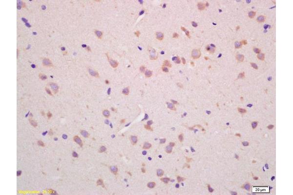 CHAC1 antibody  (AA 131-222)
