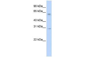 Rec8 antibody used at 1 ug/ml to detect target protein. (REC8 antibody)