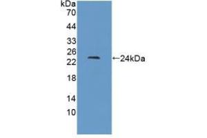 Western blot analysis of recombinant Cow IFNb. (IFNB1 antibody  (AA 22-186))