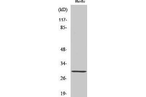 Western Blotting (WB) image for anti-Homeobox B5 (HOXB5) (Internal Region) antibody (ABIN3185074) (HOXB5 antibody  (Internal Region))