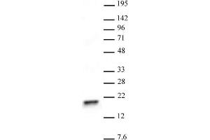 Histone H3 trimethyl Lys4 antibody tested by Western blot.