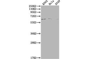 Western Blot Positive WB detected in: K562 whole cell lysate, Hela whole cell lysate, A549 whole cell lysate All lanes: MAP3K7 antibody at 1:500 Secondary Goat polyclonal to rabbit IgG at 1/50000 dilution Predicted band size: 68, 65, 57, 54 kDa Observed band size: 68 kDa (MAP3K7 antibody  (AA 179-194))