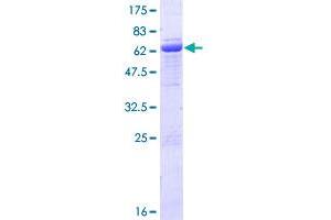 GNA11 Protein (AA 1-359) (GST tag)