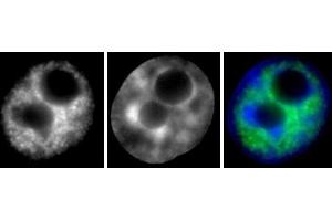 RNA pol II phospho Ser2 antibody (mAb) (Clone 3E7C7) tested by Immunofluorescence. (Rpb1 CTD antibody  (pSer2))
