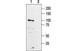 Western blot analysis of rat brain membranes: - 1. (GABBR1 antibody  (Extracellular, N-Term))