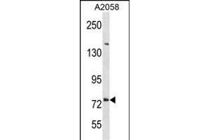 DNER Antikörper  (C-Term)