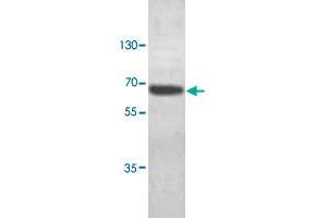 Western blot analysis of HeLa cell lysate with ABCE1 polyclonal antibody  at 1 : 1000 dilution. (ABCE1 antibody  (C-Term))