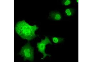 Immunofluorescence (IF) image for anti-Chromosome 16 Open Reading Frame 72 (C16orf72) antibody (ABIN1497020) (C16orf72 antibody)