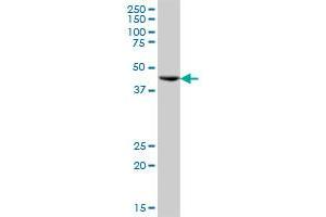 ST13 MaxPab polyclonal antibody. (HSC70 Interacting Protein HIP antibody  (AA 1-369))