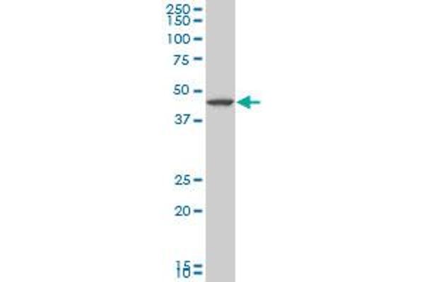 LHX5 anticorps  (AA 136-235)