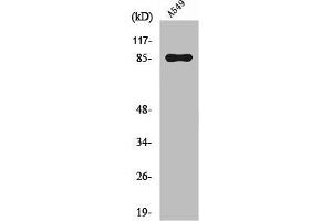 Western Blot analysis of A549 cells using PIPK I γ Polyclonal Antibody (PIP5K1C antibody  (Internal Region))