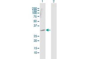 Western Blot analysis of DECR2 expression in transfected 293T cell line by DECR2 MaxPab polyclonal antibody.