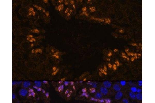 ELSPBP1 antibody