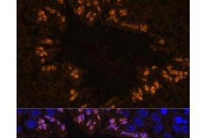 Immunofluorescence analysis of Mouse testis using ELSPBP1 Polyclonal Antibody at dilution of 1:100. (ELSPBP1 antibody)