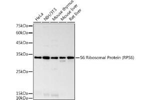 Western blot analysis of extracts of various cell lines, using S6 Ribosomal Protein (RPS6) antibody (ABIN7270026) at 1:1000 dilution. (RPS6 antibody)