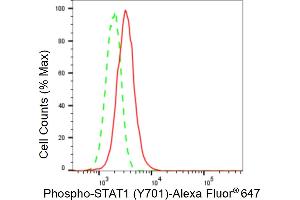 Flow cytometric analysis of Phospho-STAT1 (Y701) expression in H9c2 cells using Phospho-STAT1 (Y701) antibody (ABIN7800338), 1:2,000).