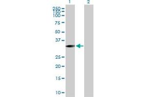 Western Blot analysis of STK16 expression in transfected 293T cell line by STK16 MaxPab polyclonal antibody. (STK16 antibody  (AA 1-305))