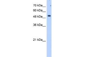 WB Suggested Anti-SULF2 Antibody Titration:  1. (SULF2 antibody  (C-Term))