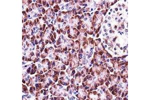 NLRP12 antibody immunohistochemistry analysis in formalin fixed and paraffin embedded human pancreas tissue. (NLRP12 antibody  (AA 183-212))