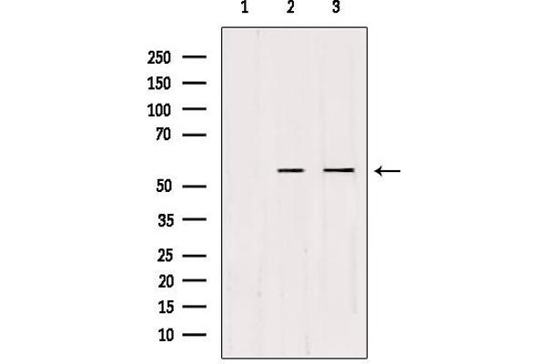 CDKL2 antibody  (Internal Region)
