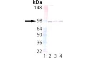 Western blot analysis of UNC45: Lane 1: MW marker, Lane 2: HeLa, Lane 3: 3T3, Lane 4: PC-12. (UNC45A antibody)