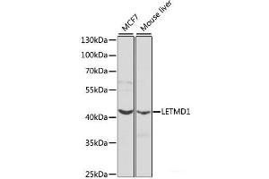 Western blot analysis of extracts of various cell lines using LETMD1 Polyclonal Antibody at dilution of 1:1000. (LETMD1 antibody)