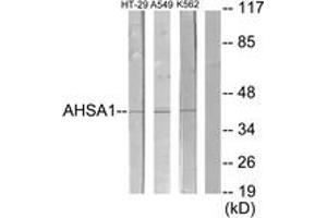 Western blot analysis of extracts from HT-29/A549/K562 cells, using AHSA1 Antibody. (AHSA1 antibody  (AA 161-210))