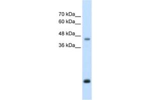 Western Blotting (WB) image for anti-Asporin (ASPN) antibody (ABIN2462591) (Asporin antibody)