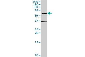 GPI MaxPab rabbit polyclonal antibody. (GPI antibody  (AA 1-558))