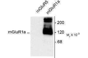 Western blots of 10 ug of HEK 293 cells expressing mGluR1a and mGluR5 showing the specific immunolabeling of the ~125k monomer and the ~250k dimer of mGluR1a.