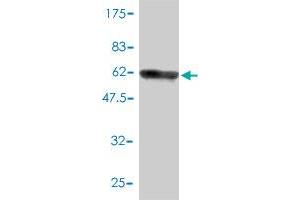 Western Blotting (WB) image for anti-Ribonuclease H2, Subunit A (RNASEH2A) (AA 1-299) antibody (ABIN564592)