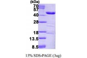 SDS-PAGE (SDS) image for Low Density Lipoprotein Receptor-Related Protein Associated Protein 1 (LRPAP1) (AA 35-357) protein (His tag) (ABIN667658) (LRPAP1 Protein (AA 35-357) (His tag))