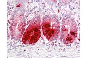 Anti-REG3A antibody IHC of human small intestine. (REG3A antibody  (AA 1-50))