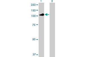 Western Blot analysis of IL12RB2 expression in transfected 293T cell line by IL12RB2 MaxPab polyclonal antibody. (IL12RB2 antibody  (AA 1-862))