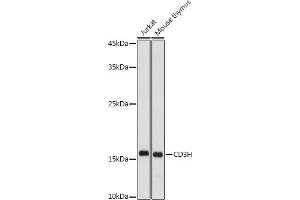Western Blotting (WB) image for anti-CD247 Molecule (CD247) (AA 50-164) antibody (ABIN3022813)