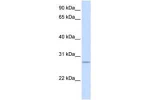 Western Blotting (WB) image for anti-Kruppel-Like Factor 9 (KLF9) antibody (ABIN2460204) (KLF9 antibody)