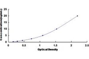 Regucalcin ELISA Kit