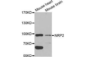 Western blot analysis of extracts of various cell lines, using NRP2 antibody. (NRP2 antibody  (AA 150-420))