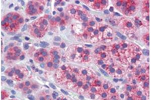 Adrenal, Human: Formalin-Fixed, Paraffin-Embedded (FFPE) (MFN1 antibody  (AA 745-756))