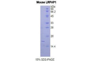 SDS-PAGE (SDS) image for Low Density Lipoprotein Receptor-Related Protein Associated Protein 1 (LRPAP1) (AA 241-358) protein (His tag) (ABIN1877903) (LRPAP1 Protein (AA 241-358) (His tag))