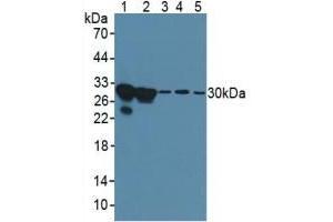 Rabbit Detection antibody from the kit in WB with Positive Control: Human hela cells. (Galectin 3 ELISA Kit)
